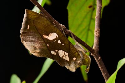 斑落葉裳蛾 Eudocima hypermnestra 雌蟲
