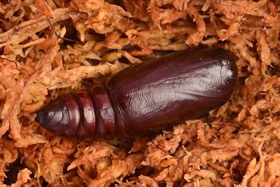斑落葉裳蛾 Eudocima hypermnestra