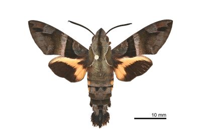 九節木長喙天蛾 Macroglossum divergens heliophila 雄蟲