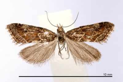 黑小唇草螟蛾（暫用中文名） Microchilo nigellus 雄蟲