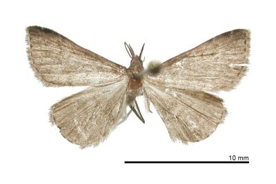 陽刺奈裳蛾 Naarda spinivesica