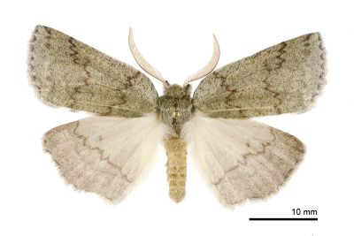 綠朴尺蛾 Planociampa chlora 雄蟲