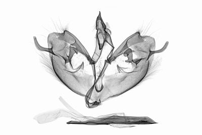 顏氏沙尺蛾 Sarcinodes yeni