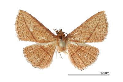 紅線網蛾（暫稱中文名） Striglina propatula huisun
