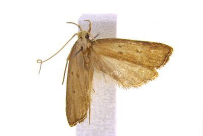 毛瓣瘤折角蛾 Torodora capillaris