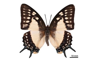 雙尾螯蛺蝶 Charaxes eudamippus formosanus