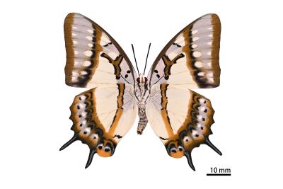 雙尾螯蛺蝶 Charaxes eudamippus formosanus