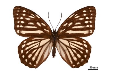 臺灣斑眼蝶 Penthema formosanum