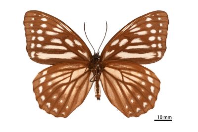 臺灣斑眼蝶 Penthema formosanum