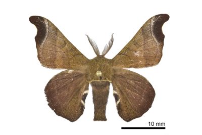 野家蠶 Bombyx mandarina formosana 雄蟲