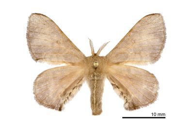 褐斑白蠶蛾 Triuncina brunnea 雌蟲