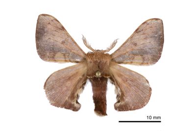 褐斑白蠶蛾 Triuncina brunnea 雄蟲