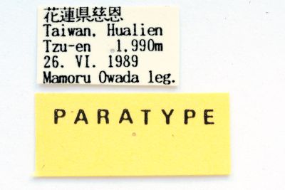 圓端黃蠶蛾 Rotunda rotundapex