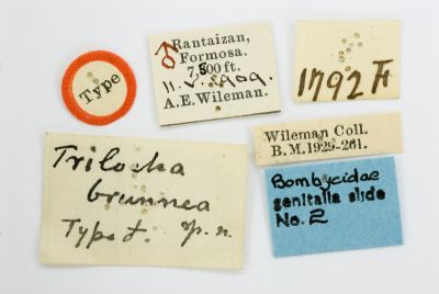 Trilocha brunnea