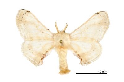 大黑點白蠶蛾 Ernolatia moorei 雄蟲