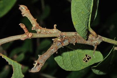 褐斑白蠶蛾 Triuncina brunnea