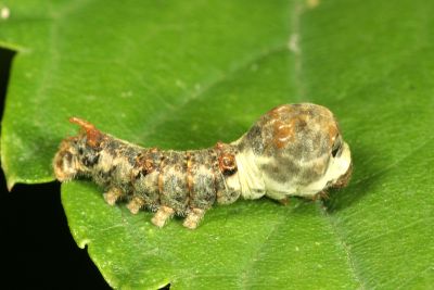 野家蠶 Bombyx mandarina formosana