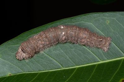 大黑點白蠶蛾 Ernolatia moorei