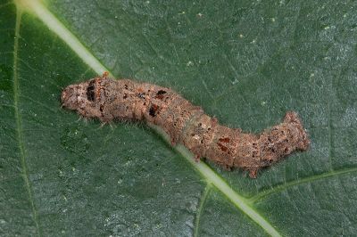 大黑點白蠶蛾 Ernolatia moorei
