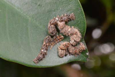 大黑點白蠶蛾 Ernolatia moorei