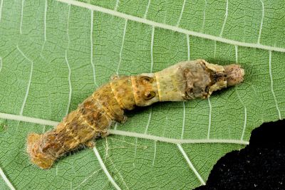野家蠶 Bombyx mandarina formosana