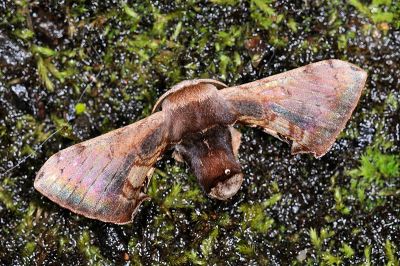 褐斑白蠶蛾 Triuncina brunnea 雄蟲