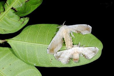 大黑點白蠶蛾 Ernolatia moorei 交尾中個體