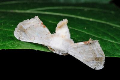大黑點白蠶蛾 Ernolatia moorei 雄蟲