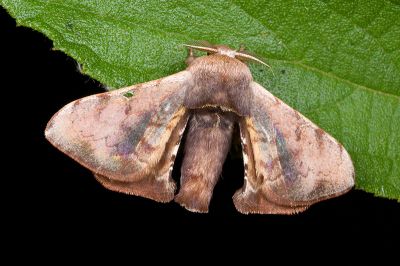 褐斑白蠶蛾 Triuncina brunnea 雄蟲