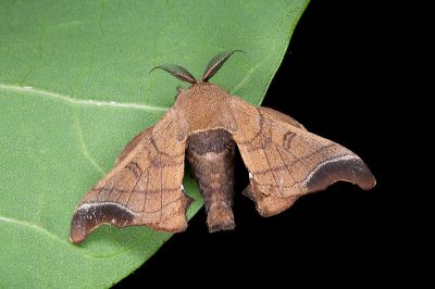 野家蠶 Bombyx mandarina formosana 雄蟲