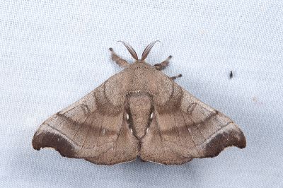 野家蠶 Bombyx mandarina formosana 雌蟲