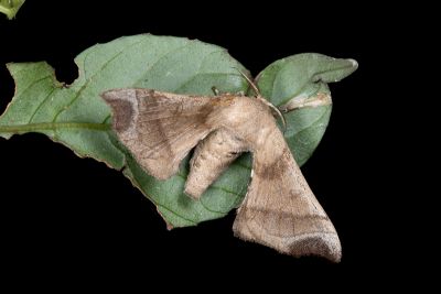 野家蠶 Bombyx mandarina formosana 雌蟲