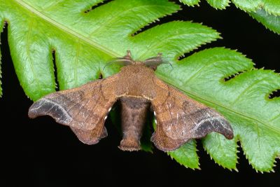 野家蠶 Bombyx mandarina formosana 雄蟲