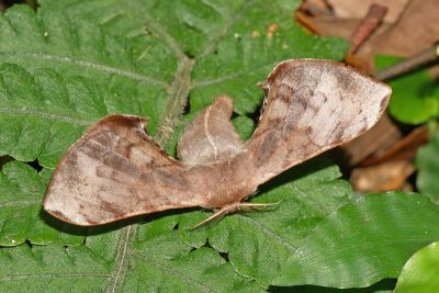褐斑白蠶蛾 Triuncina brunnea 雌蟲