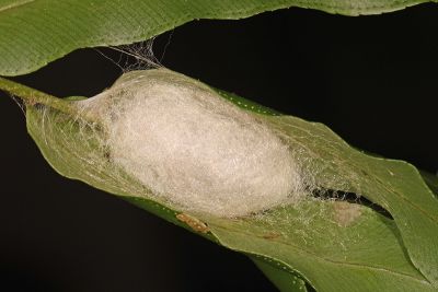 大黑點白蠶蛾 Ernolatia moorei