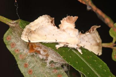 大黑點白蠶蛾 Ernolatia moorei 雄蟲