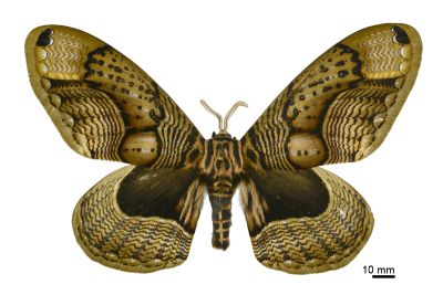枯球籮紋蛾 Brahmaea wallichii insulata 雄蟲
