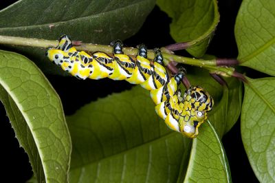 枯球籮紋蛾 Brahmaea wallichii insulata