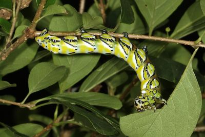 枯球籮紋蛾 Brahmaea wallichii insulata