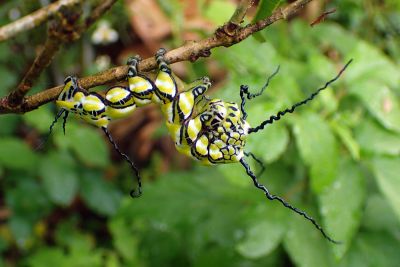 枯球籮紋蛾 Brahmaea wallichii insulata