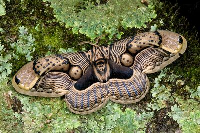 枯球籮紋蛾 Brahmaea wallichii insulata 雄蟲