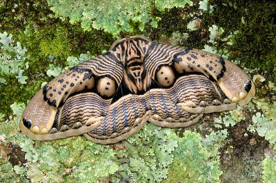 枯球籮紋蛾 Brahmaea wallichii insulata 雄蟲