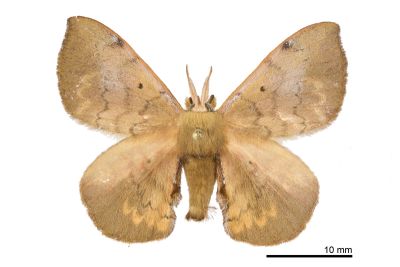 綠茶蠶蛾 Andraca olivacea 雄蟲