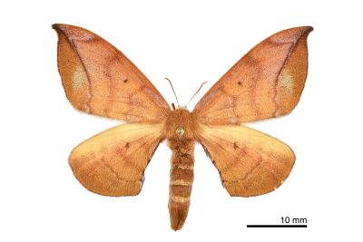 臺灣茶樺蛾 Andraca theae 雌蟲