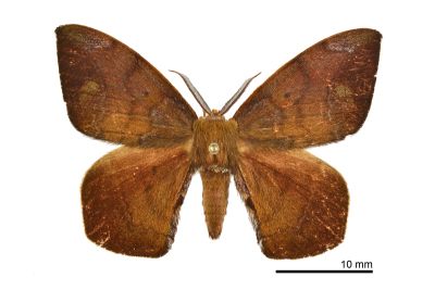 臺灣茶樺蛾 Andraca theae 雄蟲