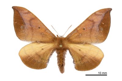 耀沂茶樺蛾 Andraca yauichui 雌蟲
