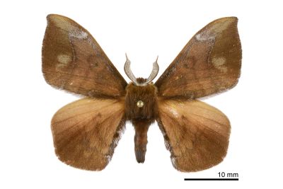 耀沂茶樺蛾 Andraca yauichui 雄蟲