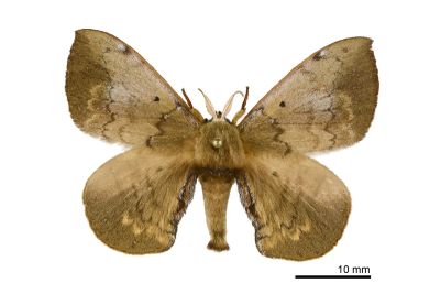 綠茶蠶蛾 Andraca olivacea 雄蟲