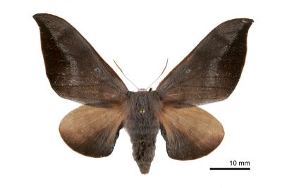 煙秋冬赭樺蛾 Smerkata fusca 雌蟲