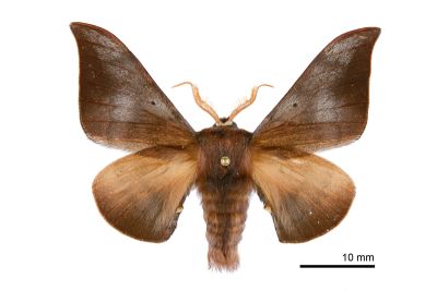 煙秋冬赭樺蛾 Smerkata fusca 雄蟲